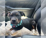 Small Rottweiler