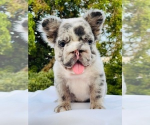 French Bulldog Puppy for sale in MOUNT VERNON, AL, USA