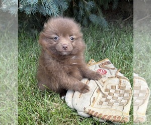Pomeranian Puppy for sale in MIDDLEBURY, IN, USA