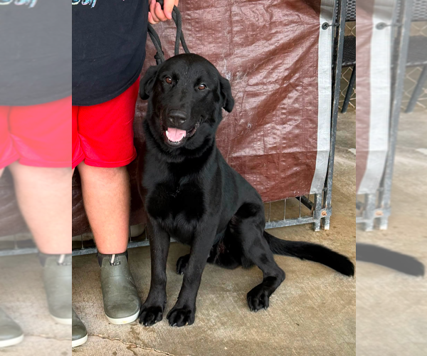 Medium Photo #1 Labrador Retriever-Unknown Mix Puppy For Sale in Abbeville, LA, USA