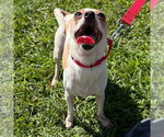 Small Photo #9 Chihuahua-Unknown Mix Puppy For Sale in Canton, CT, USA