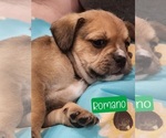 Puppy Romano French Bulldog-Poodle (Miniature) Mix