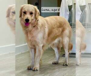 Golden Retriever Dogs for adoption in Bonita Springs, FL, USA