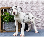 Puppy 4 Great Dane
