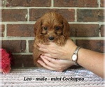 Small #3 Cockapoo (Miniature)