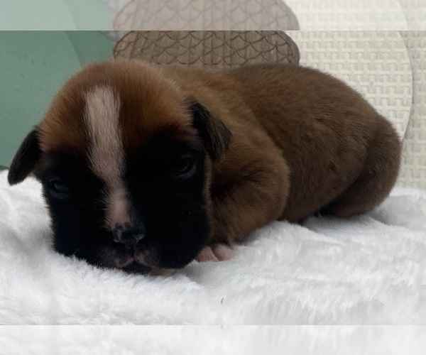 Medium Photo #7 Boxer Puppy For Sale in PAWNEE CITY, NE, USA