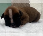 Small #6 Boxer
