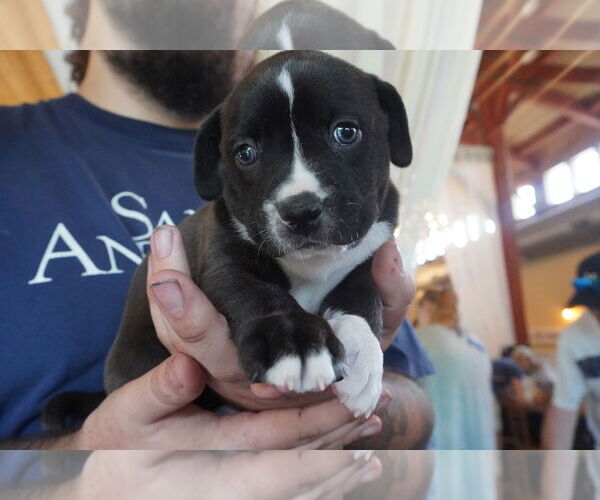 Medium Photo #1 American Pit Bull Terrier-American Staffordshire Terrier Mix Puppy For Sale in Chester, VA, USA