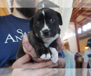 American Pit Bull Terrier-American Staffordshire Terrier Mix Dogs for adoption in Chester, VA, USA