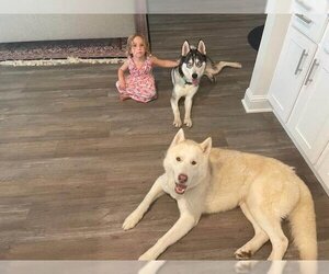 - Mix Dogs for adoption in Scottsboro, AL, USA