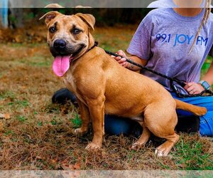 Staffordshire Bull Terrier-Unknown Mix Dogs for adoption in Sparta, TN, USA