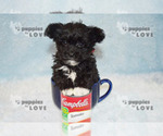 Small Photo #17 Maltipoo Puppy For Sale in SANGER, TX, USA