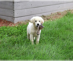 Small #3 Golden Retriever