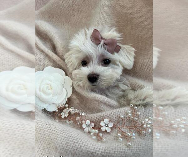 Medium Photo #8 Morkie Puppy For Sale in BEVERLY HILLS, CA, USA