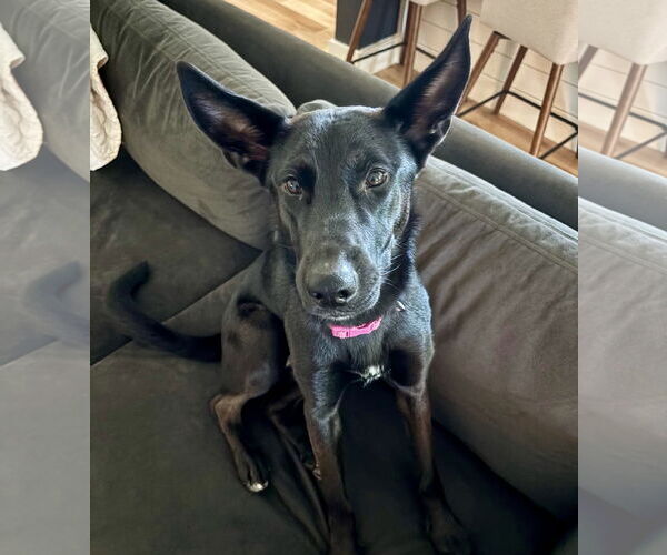 Medium Photo #6 German Shepherd Dog-Unknown Mix Puppy For Sale in Houston, TX, USA