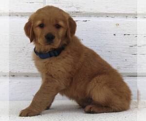 Golden Retriever Puppy for sale in FREDERICKSBURG, OH, USA