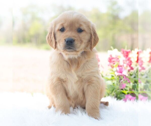 Medium Photo #4 Golden Retriever Puppy For Sale in NEWPORT, PA, USA