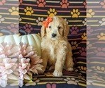 Small Photo #2 Goldendoodle Puppy For Sale in PEACH BOTTOM, PA, USA