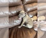 Small Photo #1 American Pit Bull Terrier Puppy For Sale in COLORADO SPRINGS, CO, USA