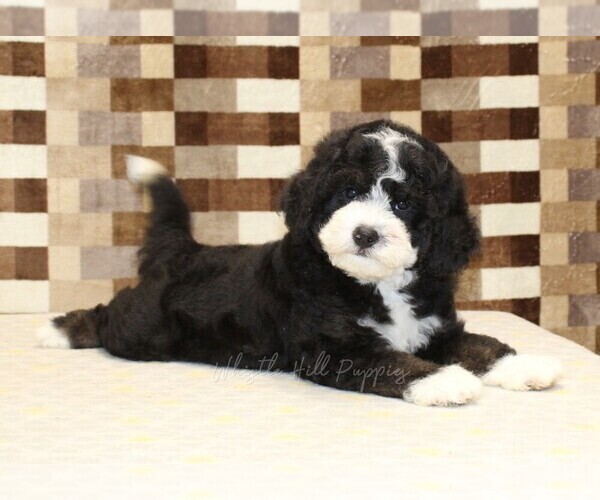 Medium Photo #2 Bernedoodle (Miniature) Puppy For Sale in DENVER, PA, USA