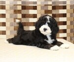 Small #1 Bernedoodle (Miniature)