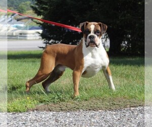 Father of the Boxer puppies born on 08/02/2025