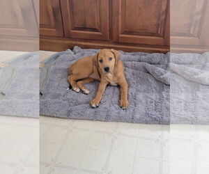 Catahoula Leopard Dog-Unknown Mix Dogs for adoption in New London, WI, USA