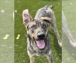 Small #2 German Shepherd Dog Mix