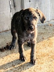 Great Dane-Poodle (Standard) Mix Puppy for sale in ANGOLA, IN, USA