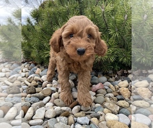 Goldendoodle (Miniature) Puppy for sale in ARCOLA, IL, USA