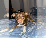 Small Jack Chi