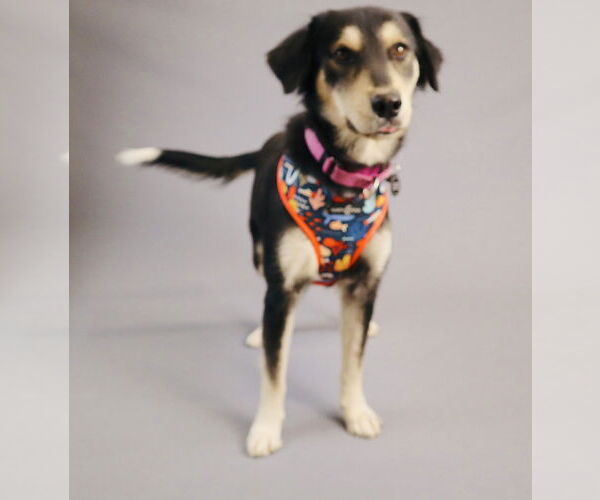 Medium Photo #3 Collie-Labrador Retriever Mix Puppy For Sale in Princeton, MN, USA
