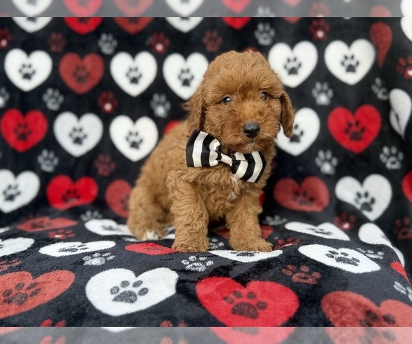 Medium Photo #3 Cavapoo (Miniature) Puppy For Sale in LAKELAND, FL, USA