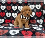 Abe - Male Cavapoo (Miniature) Puppy for Sale - Photo #3