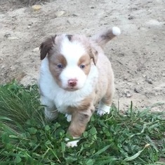 Miniature Australian Shepherd Puppy for sale in VALLEY SPRINGS, CA, USA