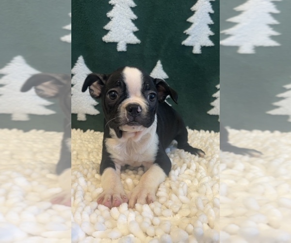 Medium Photo #4 Boston Terrier Puppy For Sale in MARTINSVILLE, IN, USA