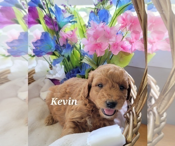 Medium Photo #5 Goldendoodle (Miniature) Puppy For Sale in REED CITY, MI, USA