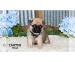 Small #8 Pug