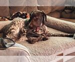 Small #2 German Shorthaired Pointer