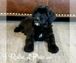 Small Photo #12 Whoodle Puppy For Sale in OVERGAARD, AZ, USA