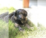 Small Photo #8 Aussiedoodle Puppy For Sale in COMMERCE, MI, USA