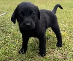 Puppy Zoey Shepradors