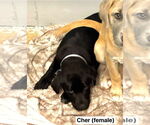 Small #2 Mutt