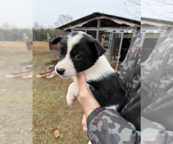 Medium Photo #1 Border Collie-Texas Heeler Mix Puppy For Sale in BRANTLEY, AL, USA
