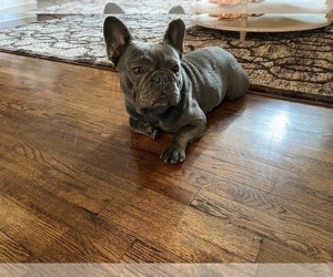 French Bulldog Puppy for sale in ELDERWOOD, CA, USA