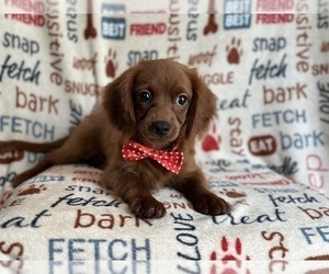 Cavapoo Puppy for sale in LAKELAND, FL, USA