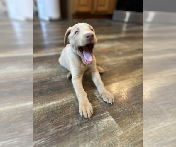 Medium Photo #39 Labrador Retriever Puppy For Sale in LEASBURG, MO, USA
