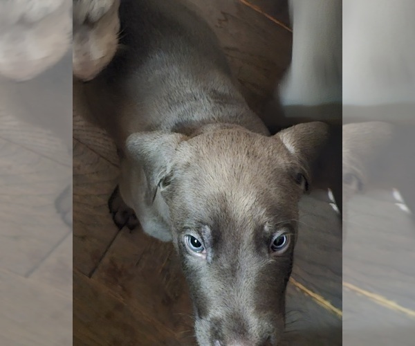 Medium Photo #38 Irish Dane Puppy For Sale in SPRINGFIELD, MO, USA