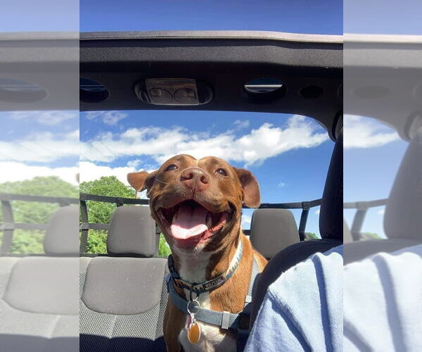 Medium Photo #7 Mutt Puppy For Sale in Landenberg, PA, USA