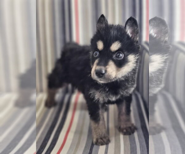 Medium Photo #11 Siberian Husky-Unknown Mix Puppy For Sale in McKinney, TX, USA